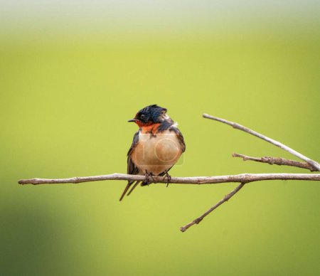 Photo for A shallow focus of Barn swallow bird perched on a tree twig with blurred green background - Royalty Free Image