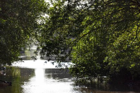Foto de Un río que fluye entre árboles verdes en un día soleado - Imagen libre de derechos