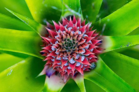 Foto de Un primer plano de una flor de una planta de piña - Imagen libre de derechos