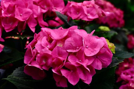 Photo for A closeup shot of pink petal Merritt's Supreme Hydrangea flowers in the garden, surrounded by green leaves - Royalty Free Image