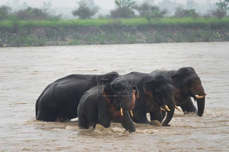 Téléchargez les photos : Un groupe d'adorables éléphants indiens marchant dans la rivière - en image libre de droit