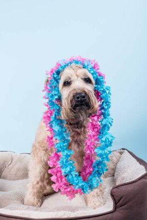 Photo for Closeup portrait of Soft-coated Wheaten Terrier in tropical blue and pink necklaces sitting on fluffy dog bed - Royalty Free Image