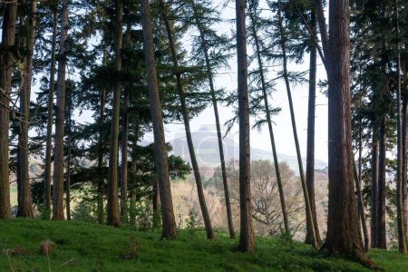 Foto de La gran montaña de Pan de Azúcar de Powerscourt Gardens en el Condado de Wicklow, Irlanda - Imagen libre de derechos