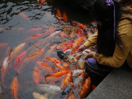 Téléchargez les photos : Une petite Chinoise nourrit des poissons koï dans un étang au traditionnel jardin Yu-Yuan de Shanghai - en image libre de droit