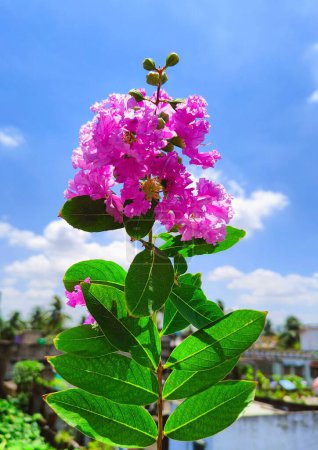 Foto de Un primer plano de una lagerstroemia indica furush, planta floreciente de mirto de crape contra el cielo azul - Imagen libre de derechos