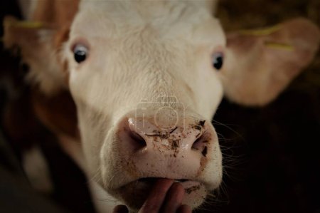 Foto de Un primer plano de una adorable vaca doméstica en una granja - Imagen libre de derechos