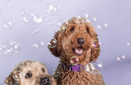 Téléchargez les photos : Gros plan de beaux chiens doux Wheaten Terrier et pelucheux avec collier regardant des bulles de savon sur fond de lavande - en image libre de droit