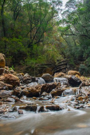 Téléchargez les photos : Longue exposition d'une rivière dans une forêt dense et verte - en image libre de droit
