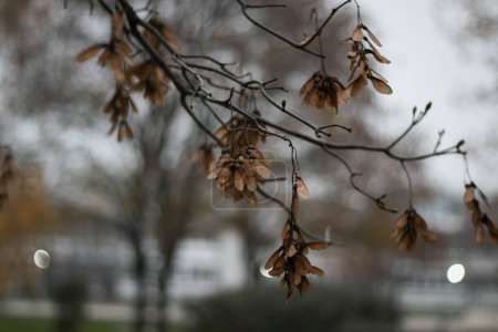 Foto de Un selectivo de otoño Sycamore hojas de arce - Imagen libre de derechos