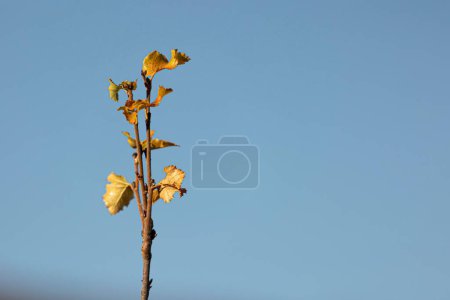 Photo for A closeup of a few yellow leaves on a bare branch of a tree against blue sky - Royalty Free Image