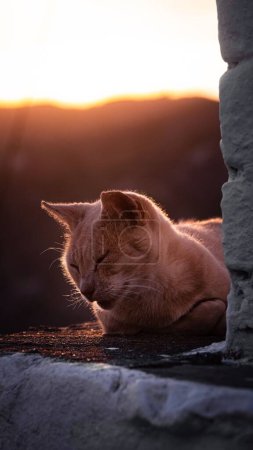 Photo for A vertical shot of a white cat relaxing on a stone ledge at sunset - Royalty Free Image