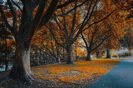 Foto de Un pintoresco plano de árboles durante el otoño y hojas secas caídas en el suelo al lado de una calle - Imagen libre de derechos