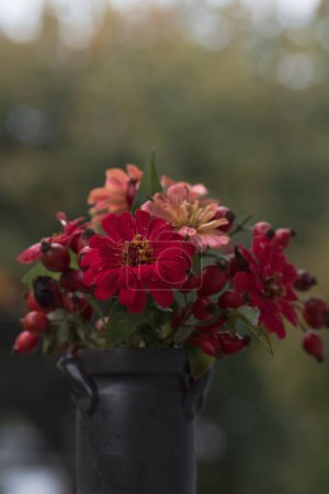 Téléchargez les photos : Un gros plan vertical de fleurs de zinnia rose poussant dans un pot - en image libre de droit