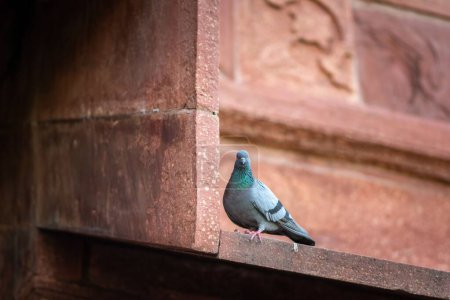 Téléchargez les photos : Un pigeon gris debout sur le mur orange d'un bâtiment et regardant la caméra - en image libre de droit