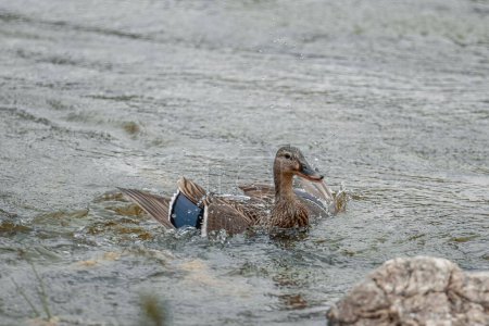 Photo for The mallards floating in water with splashes - Royalty Free Image