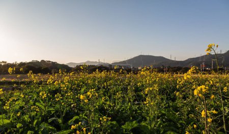 Téléchargez les photos : Un champ avec des plantes à fleurs jaunes contre un ciel bleu - en image libre de droit