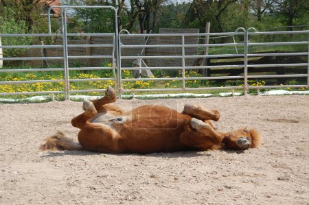 Téléchargez les photos : Un cheval de châtaignier couché sur le dos dans le paddock. - en image libre de droit