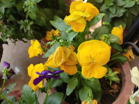 Téléchargez les photos : Plante à fleurs - jardinière. Nom scientifique - Viola tricolor var. hortensis. Couleur - jaune. - en image libre de droit