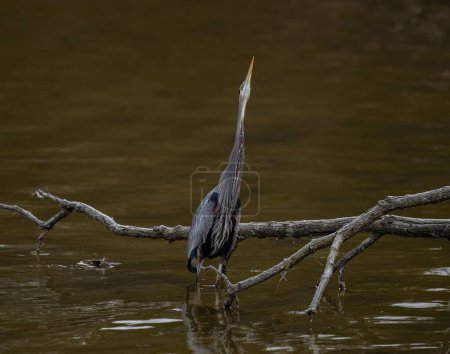 Téléchargez les photos : Un grand héron avec des plumes spécialisées sur sa poitrine, regardant en eau peu profonde dans un étang, avec une branche d'arbre en arrière-plan - en image libre de droit