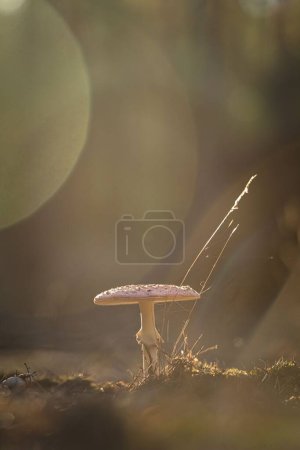 Téléchargez les photos : Gros plan d'un champignon dans l'herbe sous la lumière du soleil - en image libre de droit