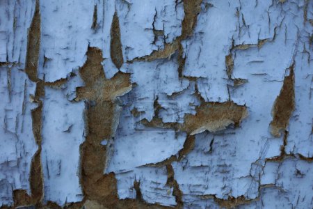 Téléchargez les photos : Plan rapproché d'une vieille texture de porte en bois bleu endommagé - en image libre de droit