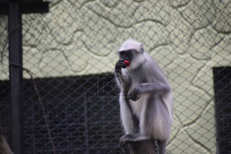 Photo for A Hanuman monkey sitting outdoors and curiously watching something - Royalty Free Image