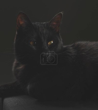Foto de Un gato negro sobre un fondo negro - Imagen libre de derechos