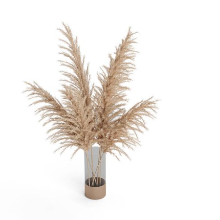 Téléchargez les photos : Une herbe de pampas dans un pot de fleurs sur le fond blanc - en image libre de droit