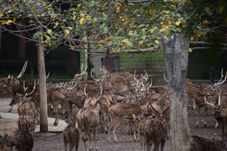 Téléchargez les photos : Un grand troupeau de cerfs tachetés du Nord dans le zoo - en image libre de droit