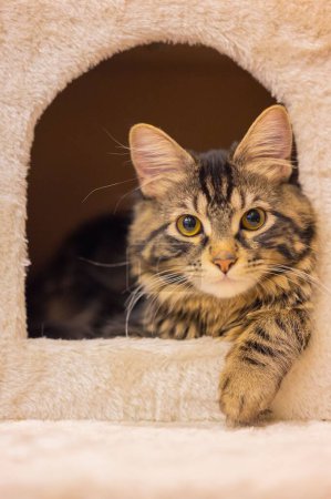 Téléchargez les photos : Un gros plan d'un adorable chat regardant hors d'une maison de chat - en image libre de droit