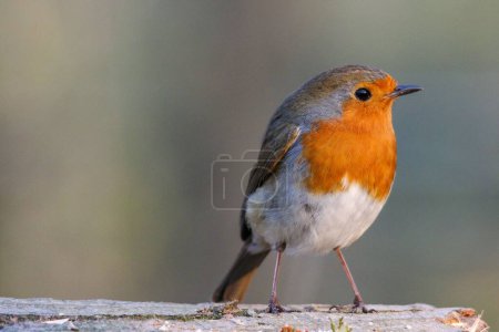 Photo for A closeup of a European robin perched on a branch - Royalty Free Image