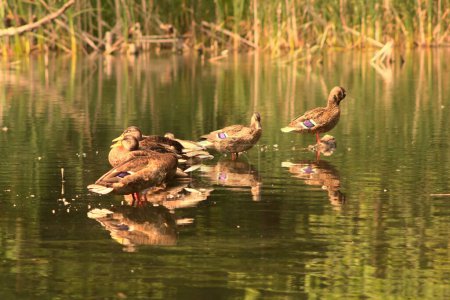 Photo for A group of brown ducks swimming on a lake on a sunny autumn day - Royalty Free Image