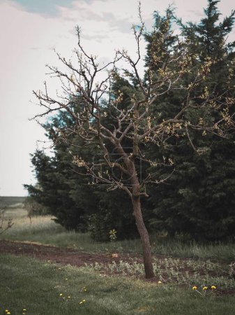 Téléchargez les photos : Plan vertical d'un arbre dans un parc au printemps - en image libre de droit