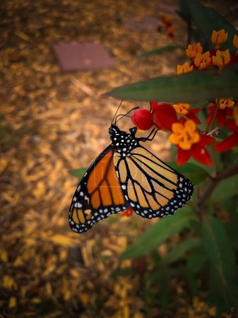 Photo for A vertical closeup of monarch butterfly, Danaus plexippus. - Royalty Free Image