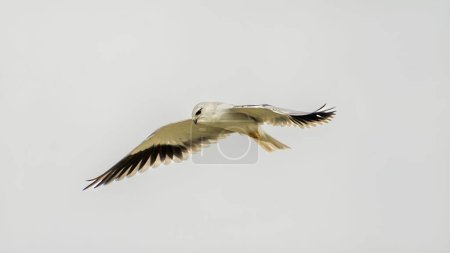Téléchargez les photos : Cerf-volant à ailes noires (Elanus caeruleus) volant dans le ciel - en image libre de droit