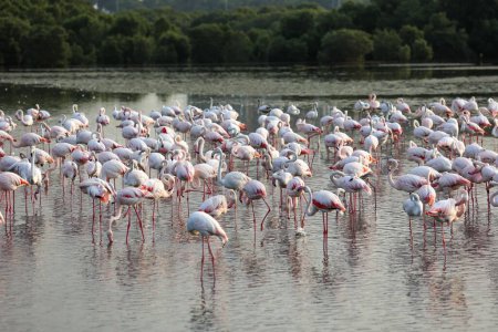 Photo for A large flock of light pink flamingos wading in a pond - Royalty Free Image