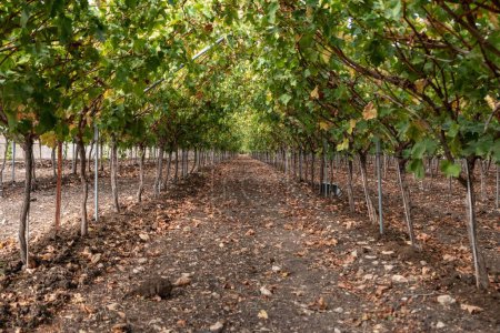 Téléchargez les photos : Plusieurs rangées de vins avec des feuilles vertes sur une terre agricole dans une zone rurale - en image libre de droit