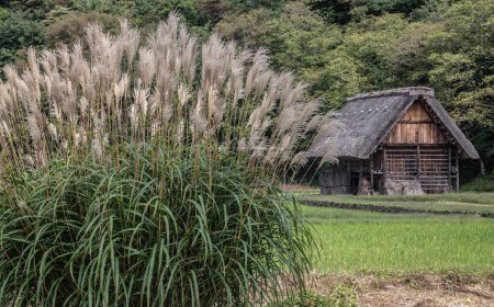 Téléchargez les photos : Une cabane en bois dans le village historique de Shirakawa-go et Gokayama au Japon, avec une herbe pampa en face, avec une forêt en arrière-plan - en image libre de droit