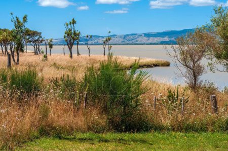 Téléchargez les photos : Une vue du paysage de l'herbe séchée sur la rive du lac Wairarapa en Nouvelle-Zélande avec des choux - en image libre de droit