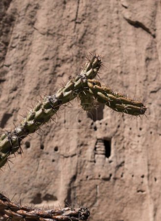 Foto de Un primer plano de una planta de cactus con una roca en el fondo - Imagen libre de derechos