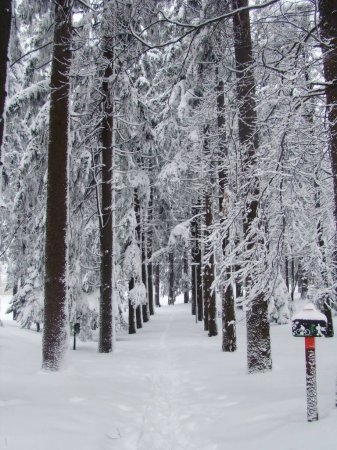 Foto de Un hermoso bosque blanco con árboles altos y esbeltos cubiertos de nieve en una fría mañana de invierno - Imagen libre de derechos