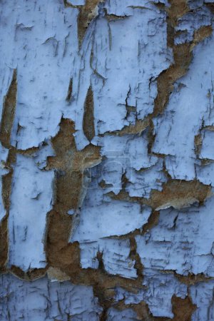 Foto de Un primer plano vertical de la textura de una puerta de madera vieja y envejecida - Imagen libre de derechos