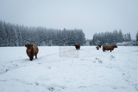 Téléchargez les photos : Les chèvres des hautes terres dans la forêt ardennaise par temps neigeux et brumeux en Belgique. - en image libre de droit