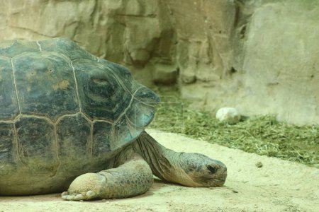 Foto de Una gran tortuga (Testudinidae) descansando en el suelo sobre el fondo borroso en una jaula del zoológico - Imagen libre de derechos