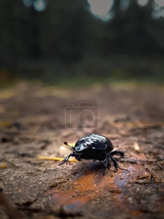 Foto de Un disparo vertical de un escarabajo estiércol caminando por el suelo - Imagen libre de derechos