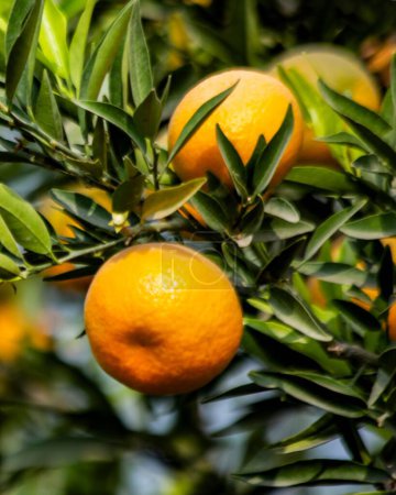 Foto de Un primer plano vertical de la naranja mandarín colgando de las ramas de los árboles - Imagen libre de derechos