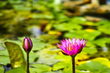 Téléchargez les photos : Gros plan du lotus à noix (Nelumbo nucifera) dans un étang - en image libre de droit