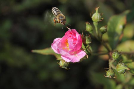 Téléchargez les photos : Abeille domestique survolant une rose rose - en image libre de droit