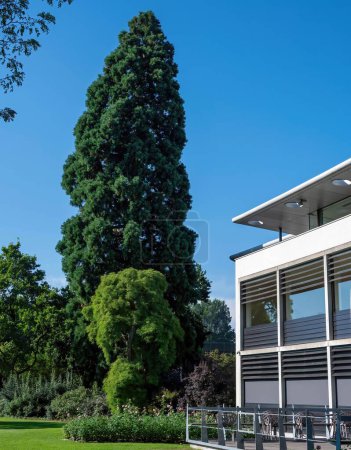 Foto de Un plano vertical de los árboles verdes y una estructura moderna en arboreto. Wageningen, Países Bajos. - Imagen libre de derechos