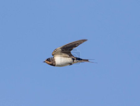 Photo for A low-angle view of a Barn swallow flying with the blue sky visible in the background - Royalty Free Image